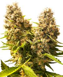 Read more about the article Banana Kush | Express Weeds Shop