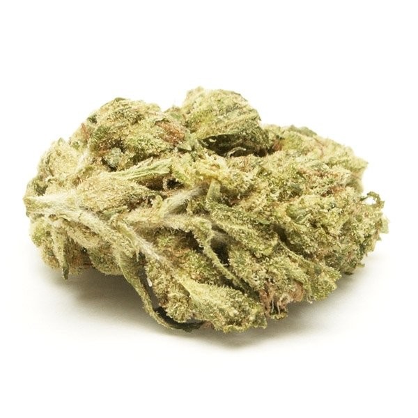 You are currently viewing Beary White Strain | Express Weeds Shop