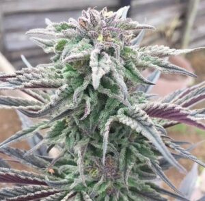 Read more about the article Berry White Weed Strain | Express Weeds Shop