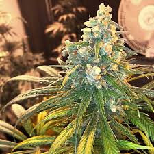 Read more about the article Blue Dream Kush | Express Weeds Shop