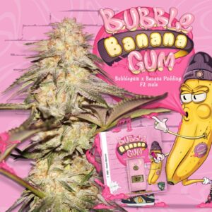 Read more about the article Bubble Banana Gum Strain | Express Weeds Shop