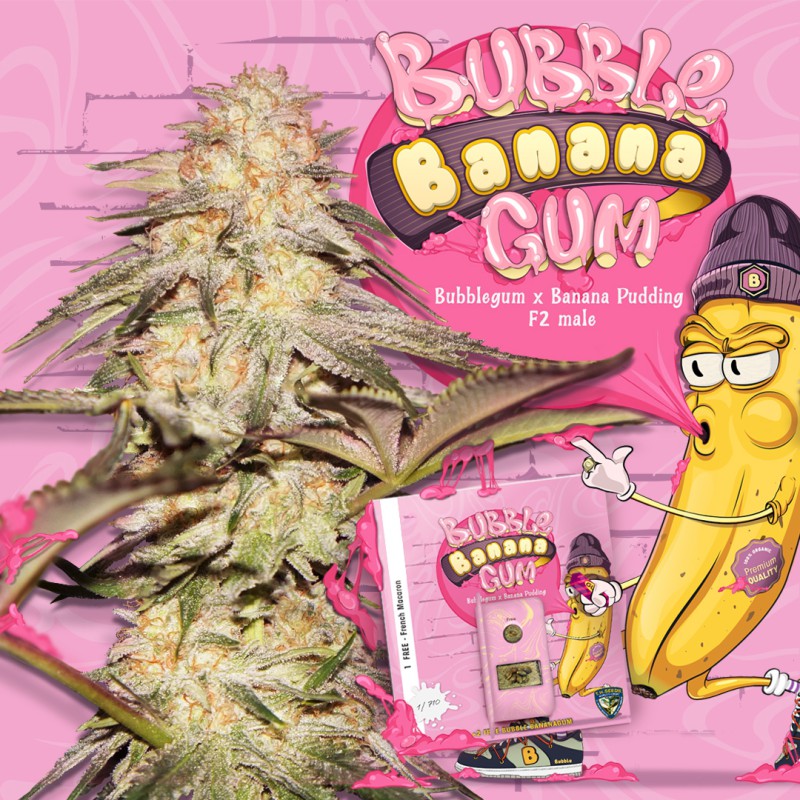 You are currently viewing Bubble Banana Gum Strain | Express Weeds Shop