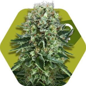 Read more about the article Bubblegum Glue Strain | Express Weeds Shop