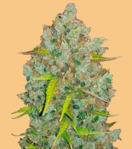 Read more about the article Bubblegum Zoap Strain | Express Weeds Shop