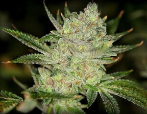 Read more about the article Buddha Hands Strain | Express Weeds Shop