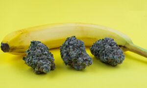 Read more about the article Chiquita Banana Weed Strain  | Express Weeds Shop