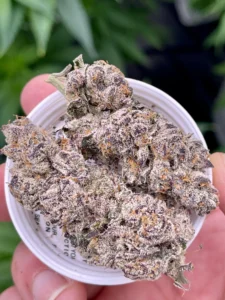 Read more about the article Frostiez Strain | Express Weeds Shop