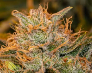 Read more about the article Golden Goat Strain Info | Express Weeds Shop