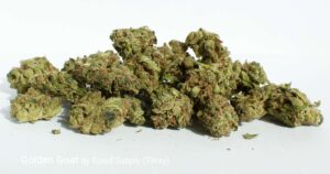 Read more about the article Golden Goat Strain Review | Express Weeds Shop