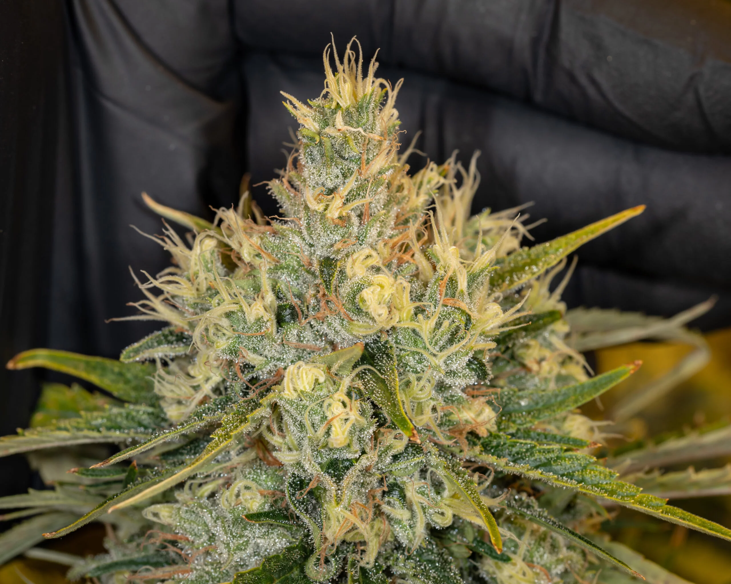 You are currently viewing Golden Goat Weed Strain | Express Weeds Shop