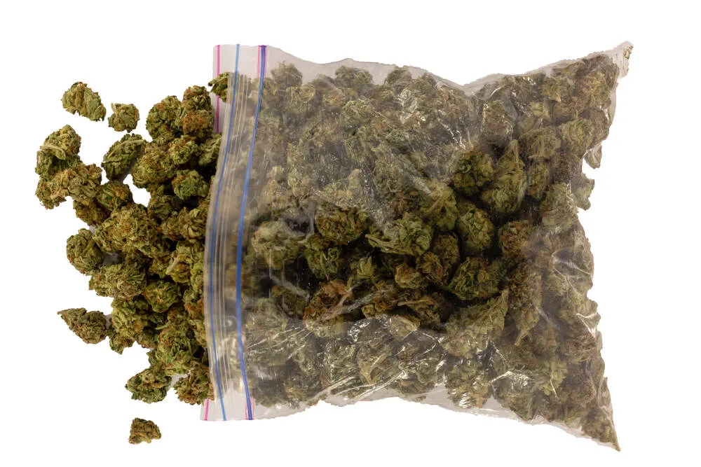 You are currently viewing How Much Is a Pound of Weed?