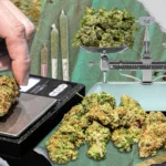 How Much Weed is in a Half Ounce? A Guide to Understanding Cannabis Measurements