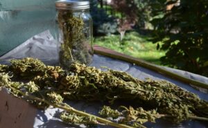 Read more about the article How to Get High Without Weed: Exploring Natural and Safe Alternatives