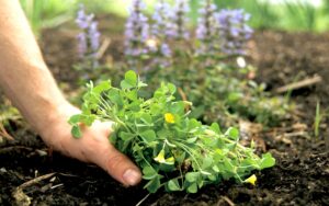 Read more about the article How to Get Rid of Weeds: Effective Solutions for a Weed-Free Garden