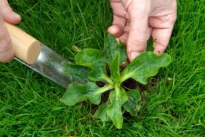 Read more about the article How to Get Rid of Weeds in Grass: A Complete Guide