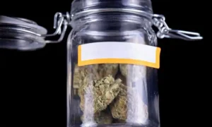 Read more about the article How to Hide Weed Smell: Effective Tips for Discreet Consumption