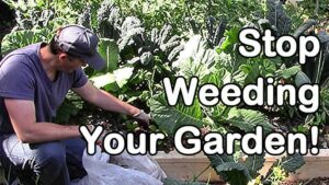 Read more about the article How to Stop Weeding in the Garden: Proven Strategies for Weed-Free Gardening