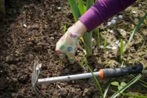 Read more about the article Identifying and Controlling Weeds in Vegetable Gardens