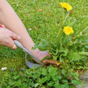 Read more about the article Exploring the World of Weeds: A Collection of Images of Weeds