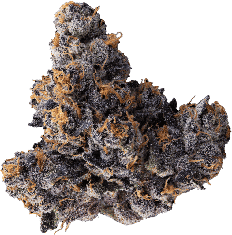 You are currently viewing Jealousy Weed Strain: A Comprehensive Guide to Its Unique Features