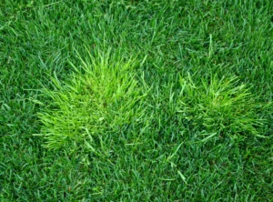 Read more about the article Lawn Grass Weeds: Identification, Prevention, and Control