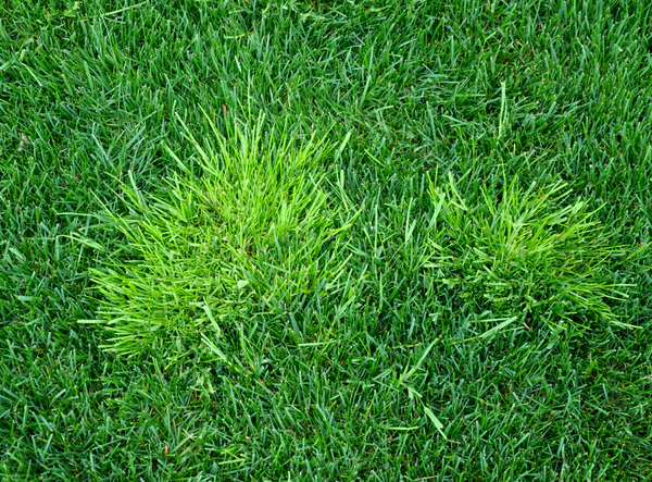 You are currently viewing Lawn Grass Weeds: Identification, Prevention, and Control