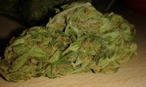 Read more about the article Mazar I Sharif Strain | Express Weeds Shop