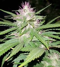 You are currently viewing Mazar Sharif Strain | Express Weeds Shop