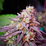 Pink Runtz Weed Strain: A Comprehensive Guide to This Sweet and Potent Hybrid