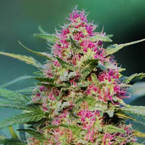 Read more about the article The Rise of Pink Weed: A Trend in the Cannabis World