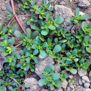 Read more about the article Purslane Weed: A Nutrient-Rich Plant That Can Be Beneficial and Unwanted