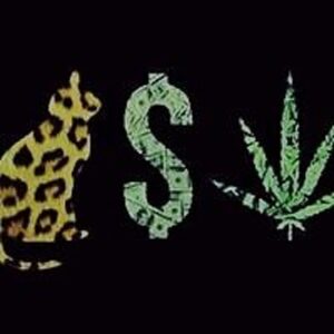 Read more about the article Understanding the Phrase “Pussy Money Weed” in Popular Culture