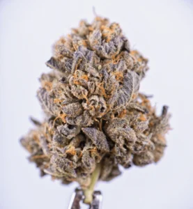 Read more about the article White Berries Strain | Express Weeds Shop